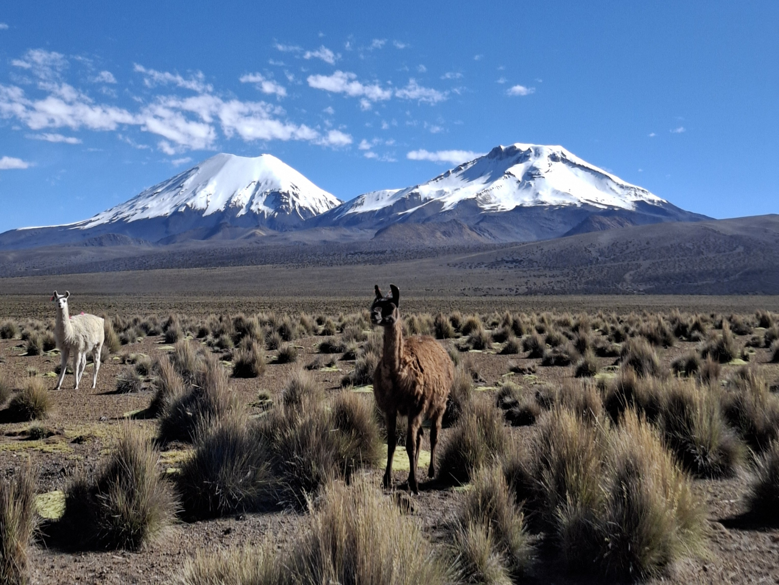 Sunny Skies in Sajama National Park [May 2025]